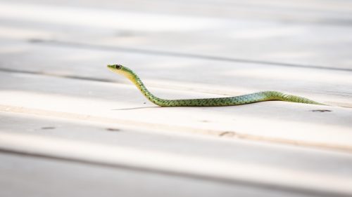 A spotted bush snake in search of a meal