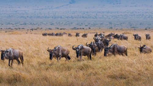 A herd of wildebeest marching in an orderly fashion across the plains