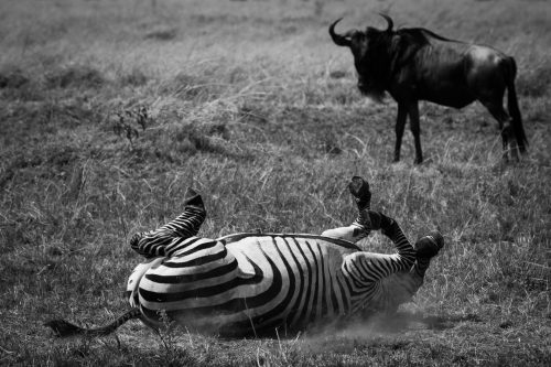 A zebra rolls in the dust with the likely purpose of removing parasites 