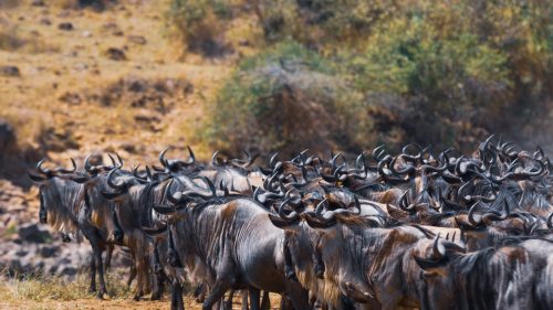 A pause, as the herd encounters its main obstacle – the Mara River