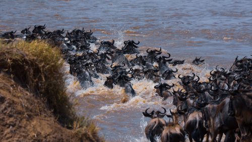 The waters churn as the first group of gnus take the plunge