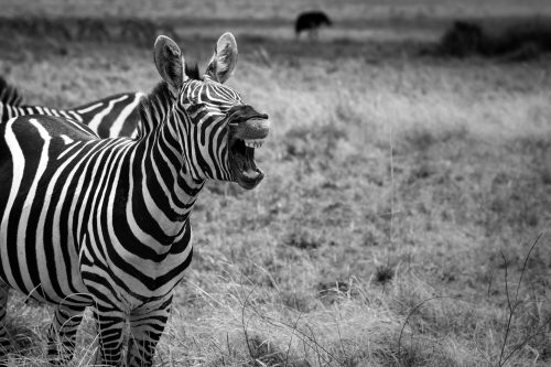 A zebra exhibits the flehmen response