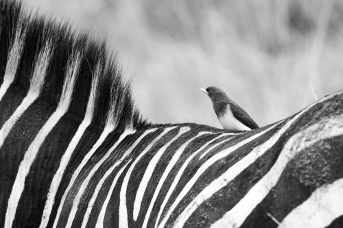 Zebras and oxpeckers enjoy a symbiotic relationship – oxpeckers stay well-fed while keeping zebra parasite free