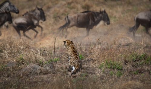 A leopard watches the endless stream of wildebeest
