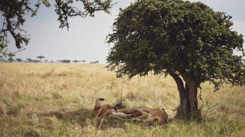 Three lionesses enjoy reprieve from the heat under the shade