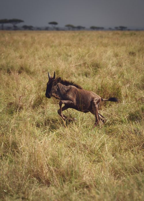 A lone wildebeest caught unaware 