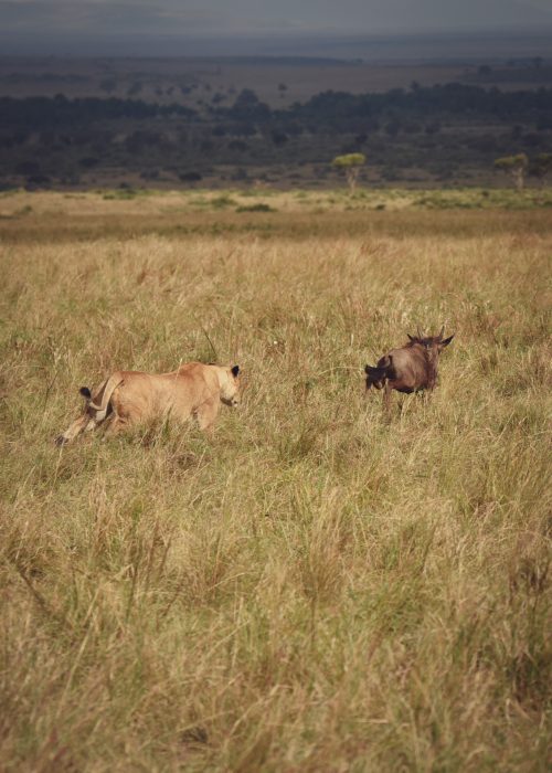 Blink and you’ll miss it – big cats execute successful hunts in seconds