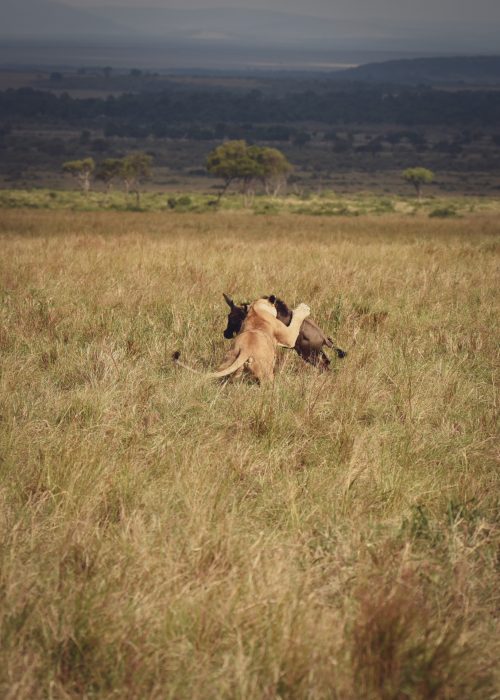 A lioness pursues a lone wildebeest at pace