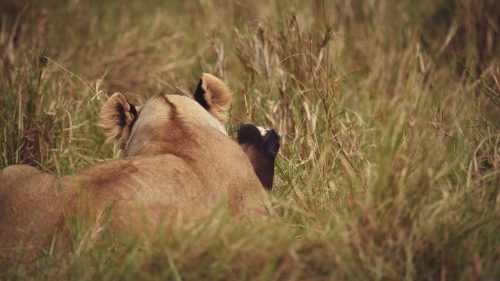 A lioness subdues her prey through asphyxiation