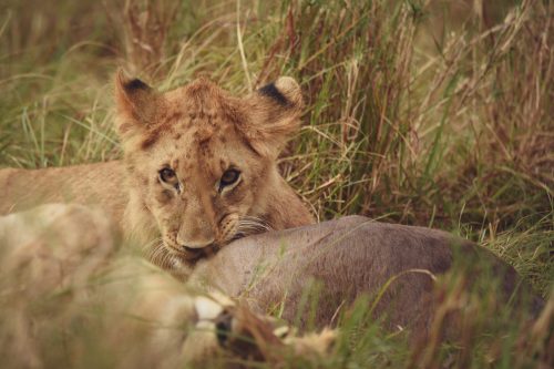 A lion cub nibbles on a fresh kill