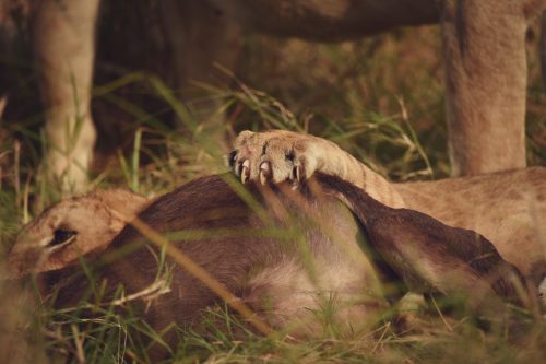 The fearsome paw of a lioness claiming it's prey