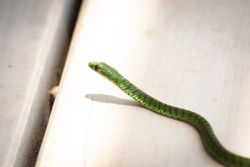 A spotted bush snake quietly passes by on the pavilion deck