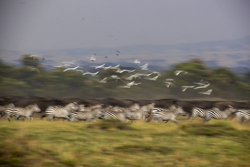 A herd of zebra on the move