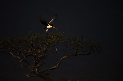 A marabou stork takes flight