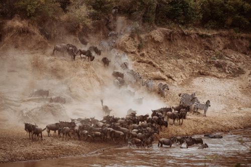Wildebeest and zebra cross the Mara River together