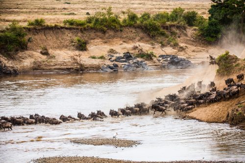 This year's river crossings have been unique