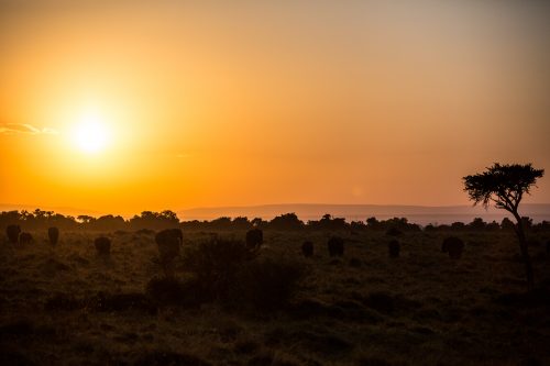 Elephants at dawn