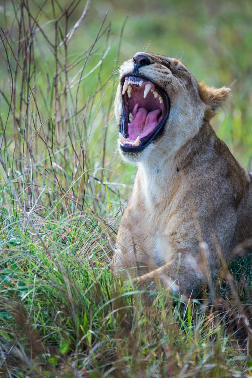 A morning yawn