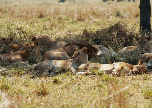 Lions doing what they do best...snoozing