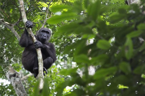 A mountain gorilla in a forest in the Congo