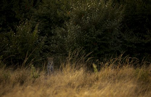 A female leopard stares out at us from the safety of the thicket