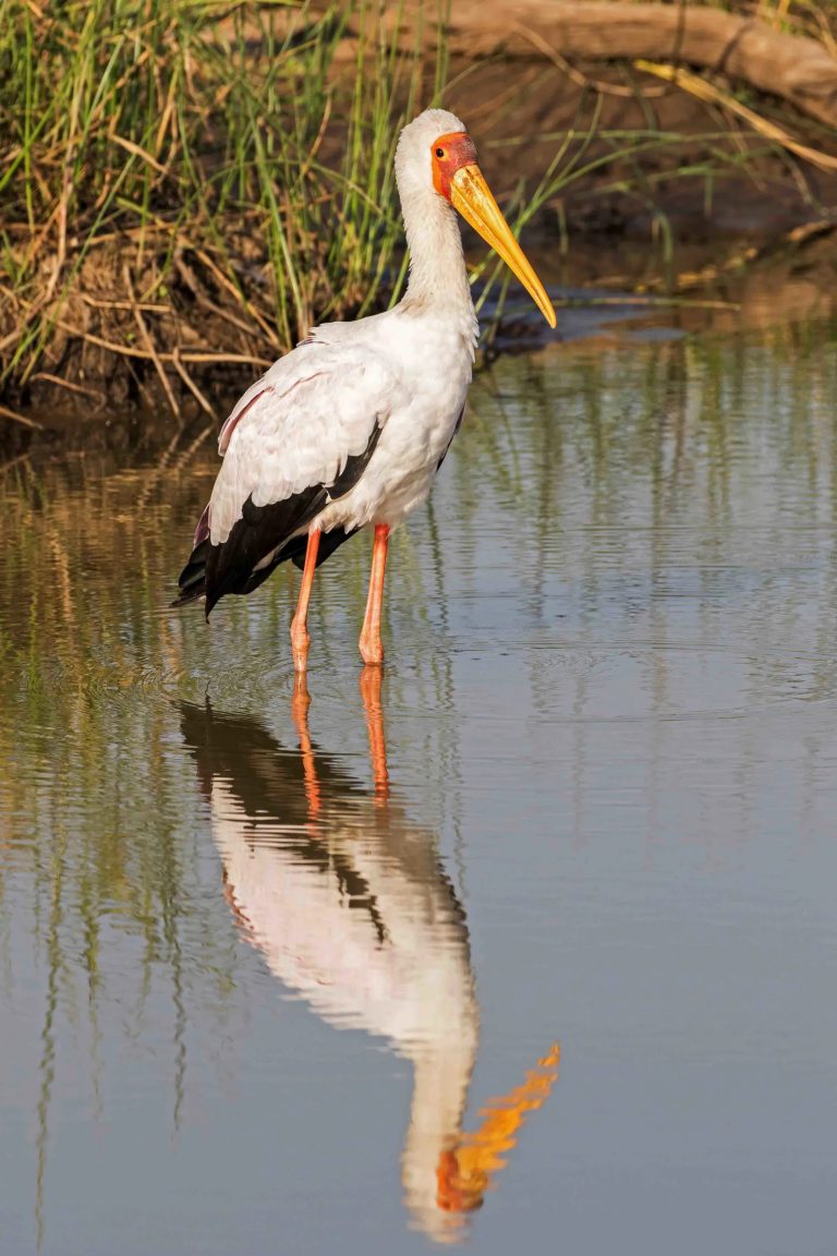 Yellow-billed Stork