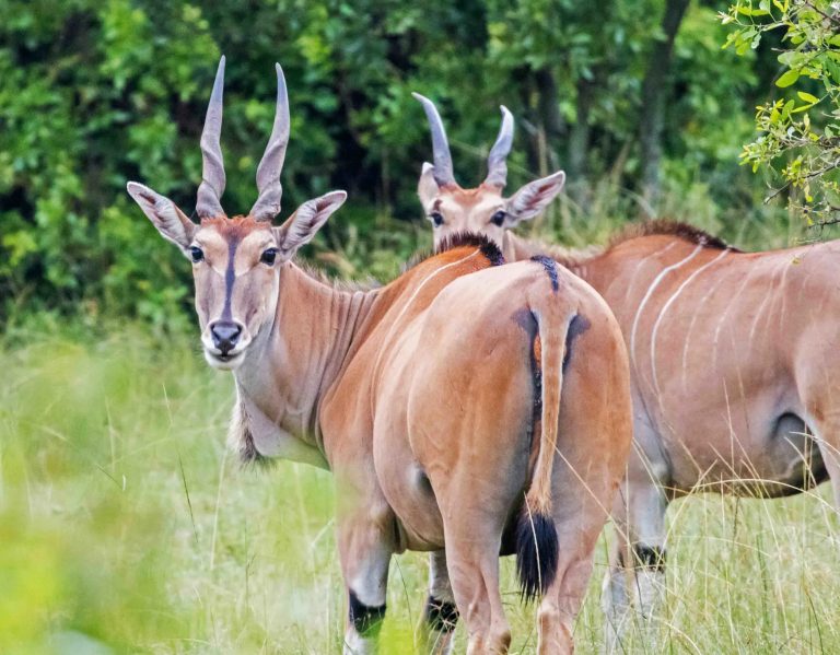 Resident Herds of Eland