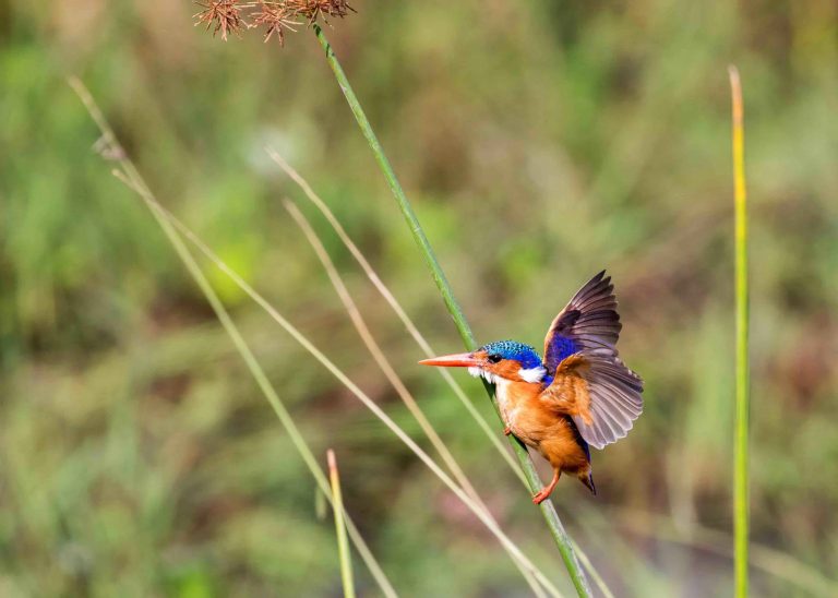 Malachite Kingfisher