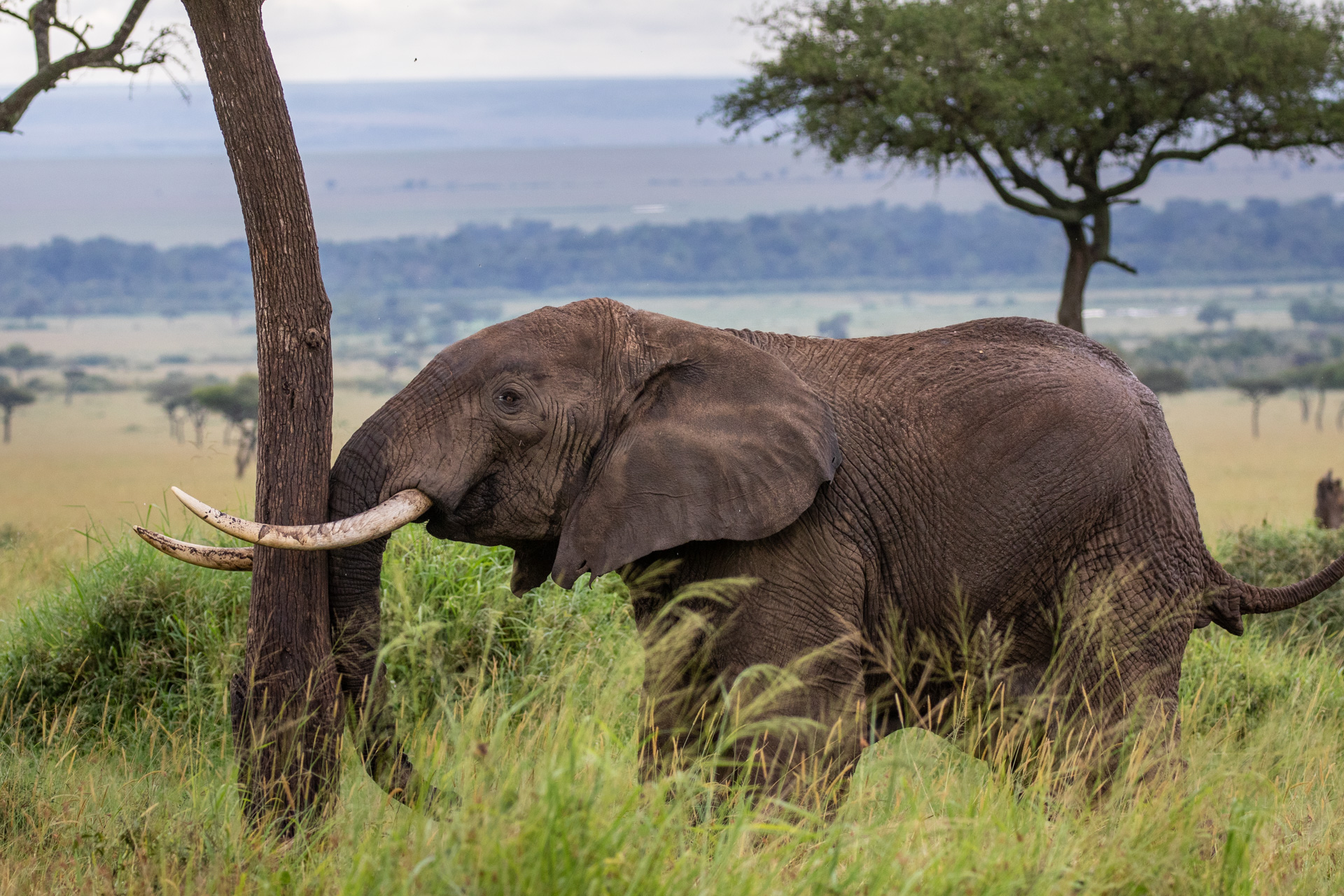 ELEPHANT HEADBUTT