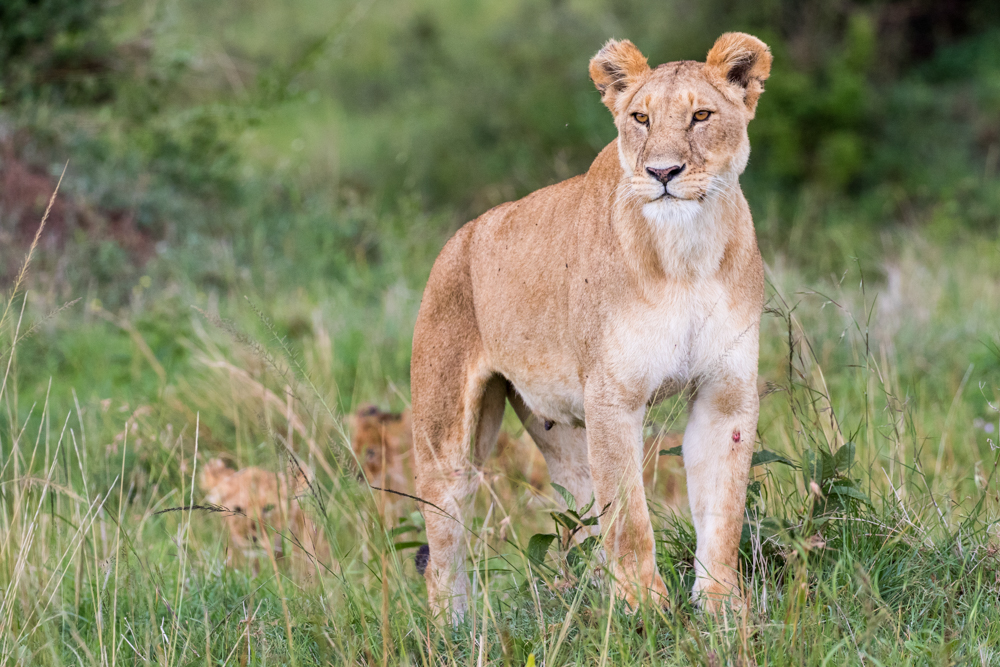 Protecting her cubs