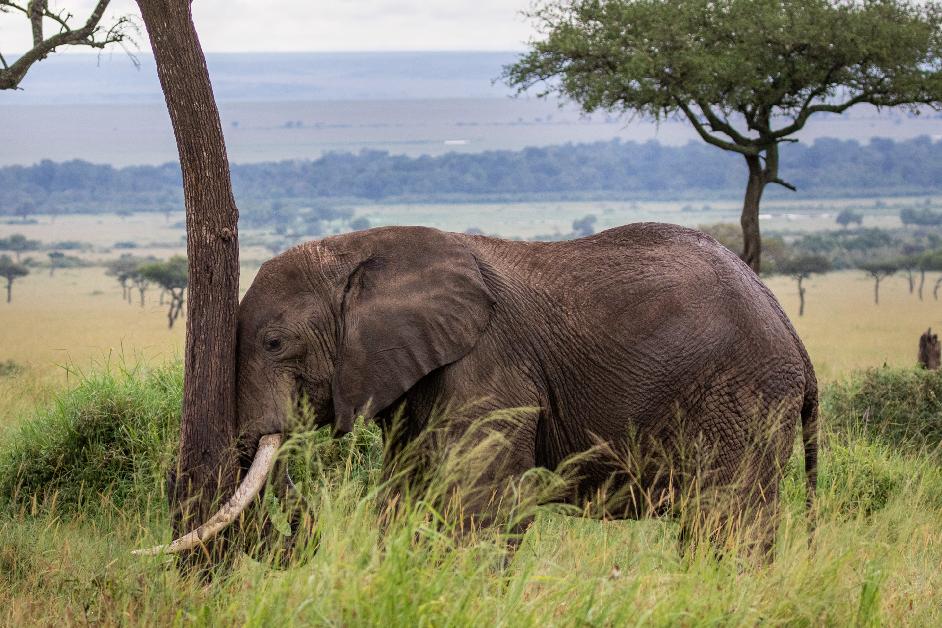 ELEPHANT HEADBUTT 2