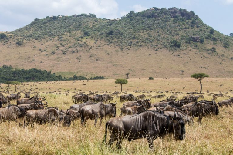 Migration with Angama Mara