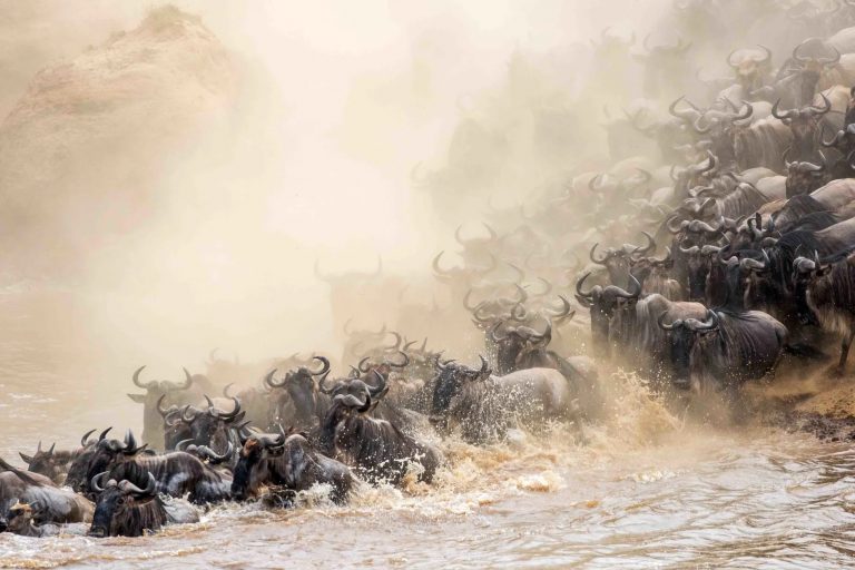 Wildebeest in the mist