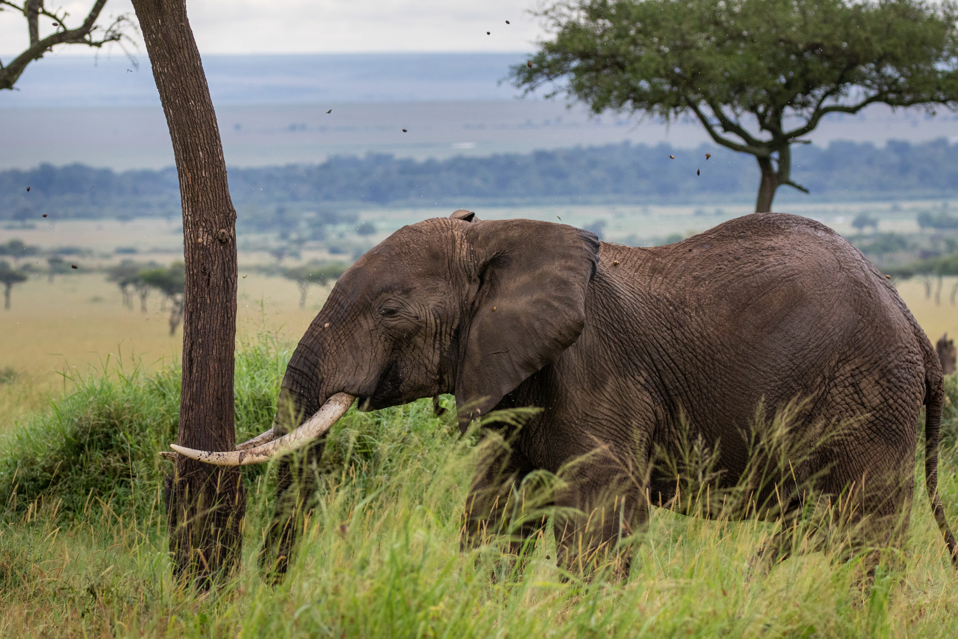 ELEPHANT HEADBUTT 3