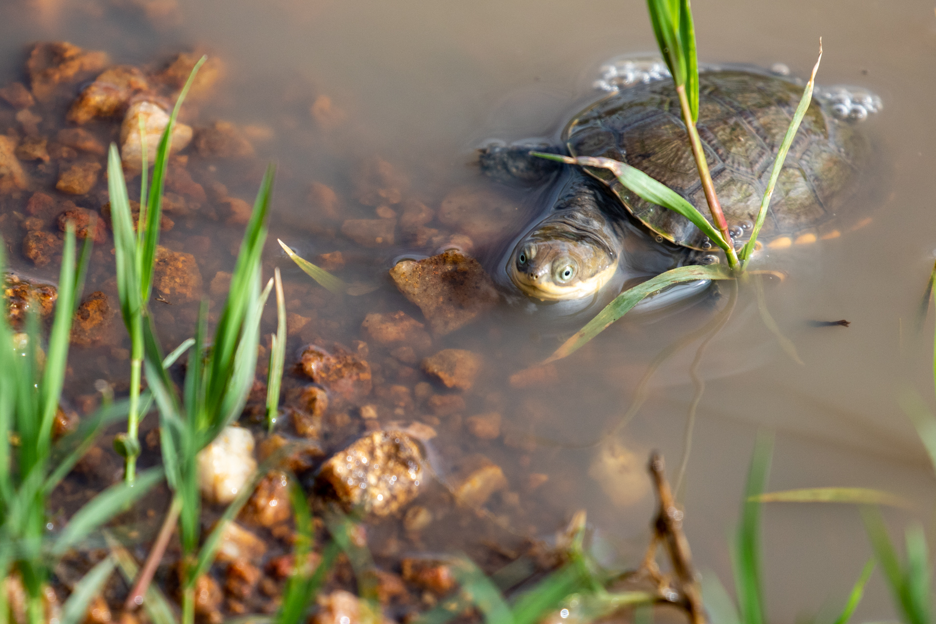 TERRAPIN