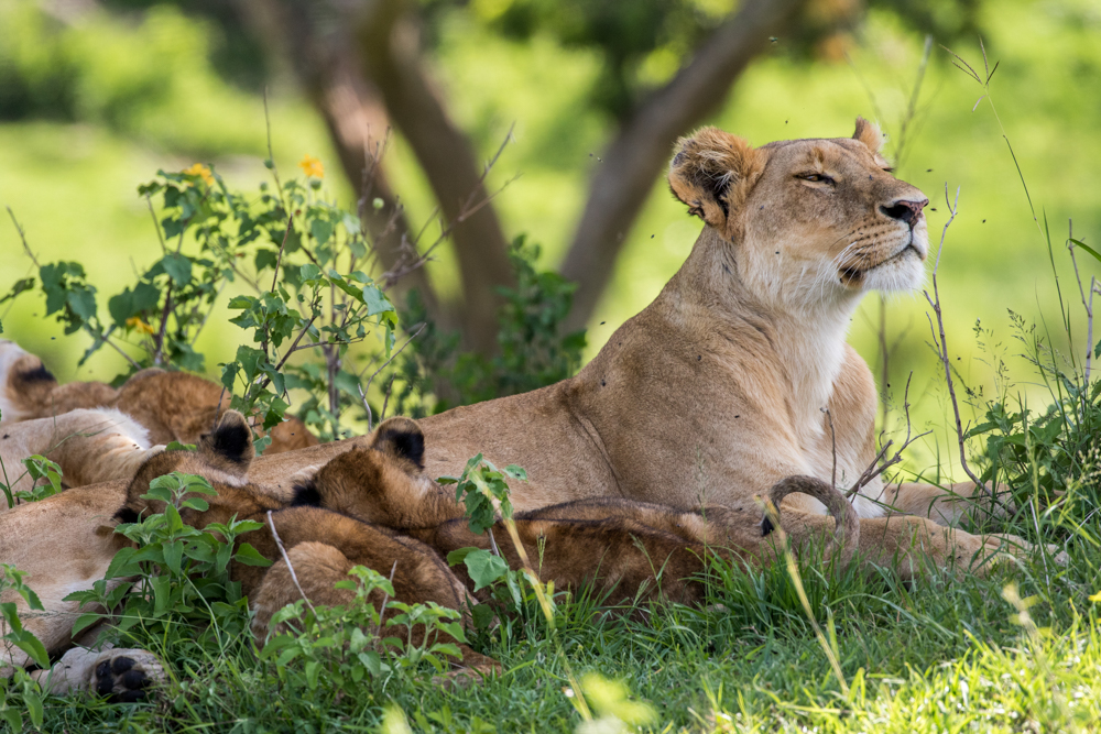 A restful moment with cubs