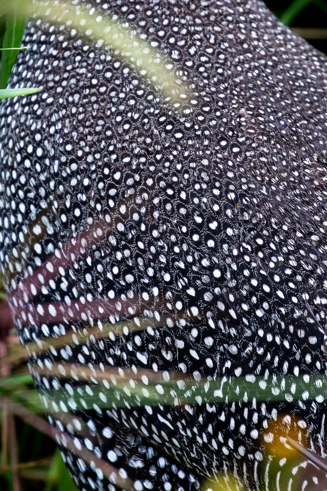 GUINEAFOWL