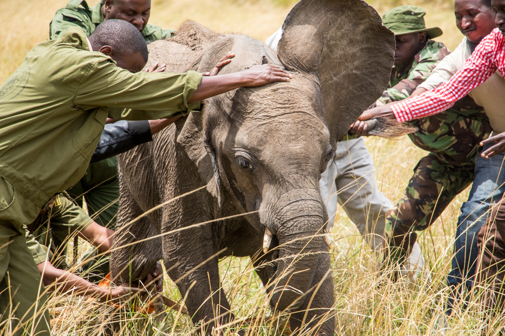 Sedating the elephant