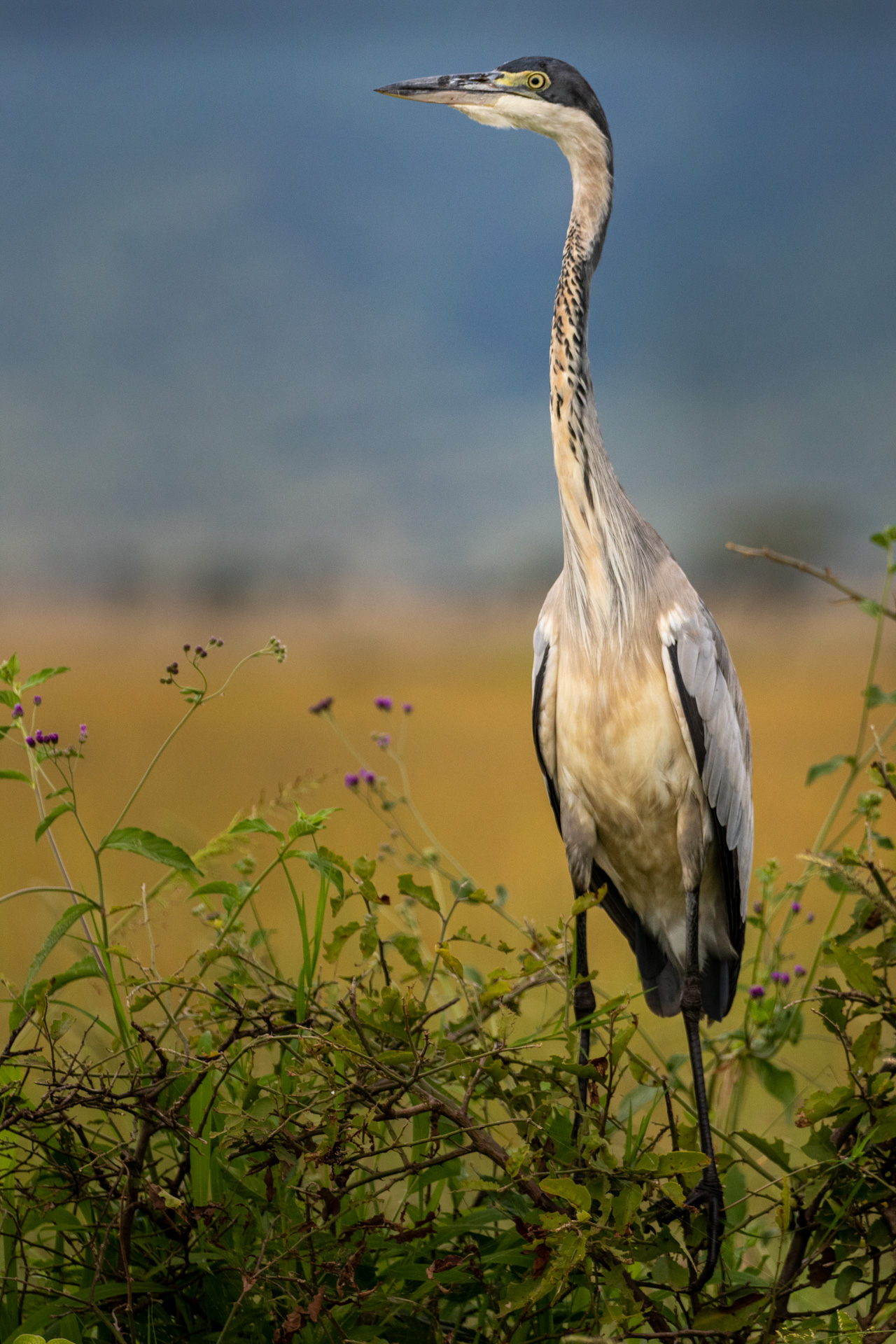 HERON