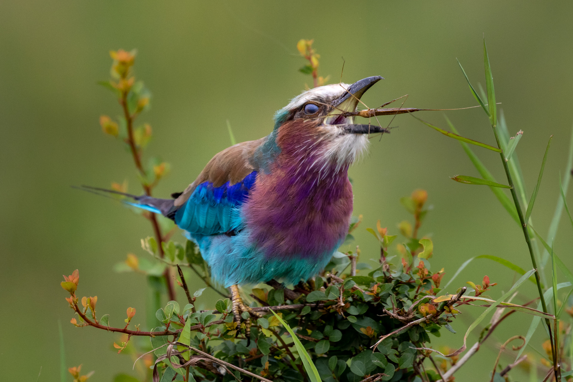 ROLLER MEAL