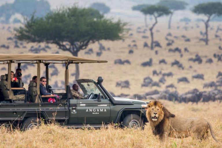 Lion on the hunt during the Great Migration