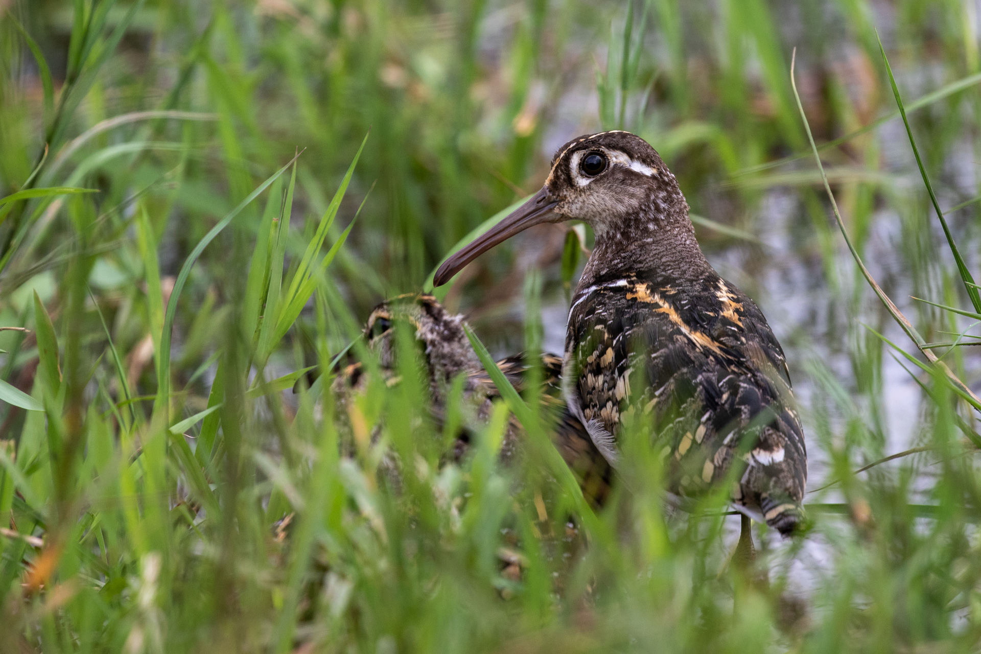 Painted Snipe