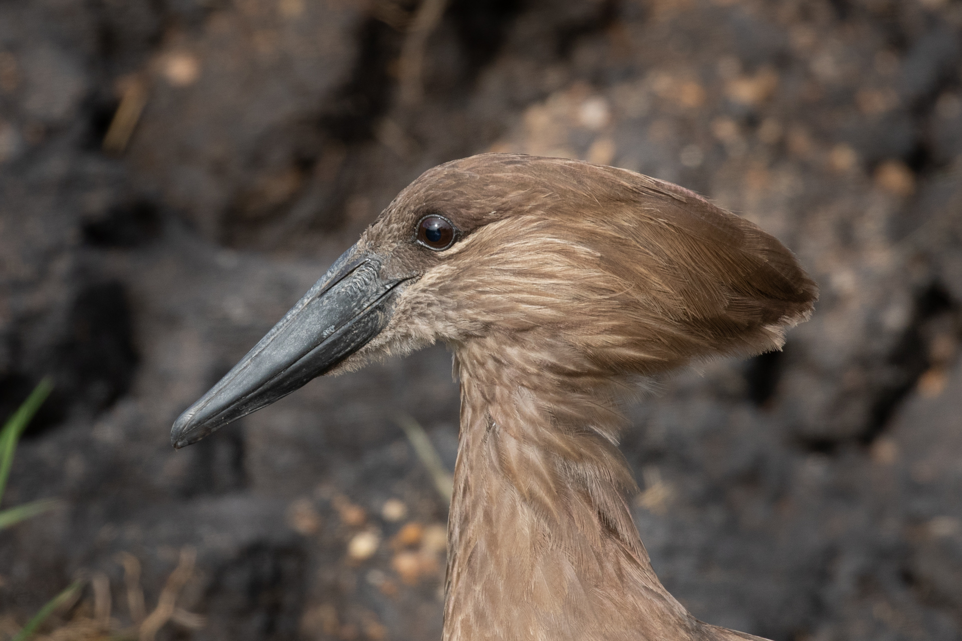 HAMERKOP