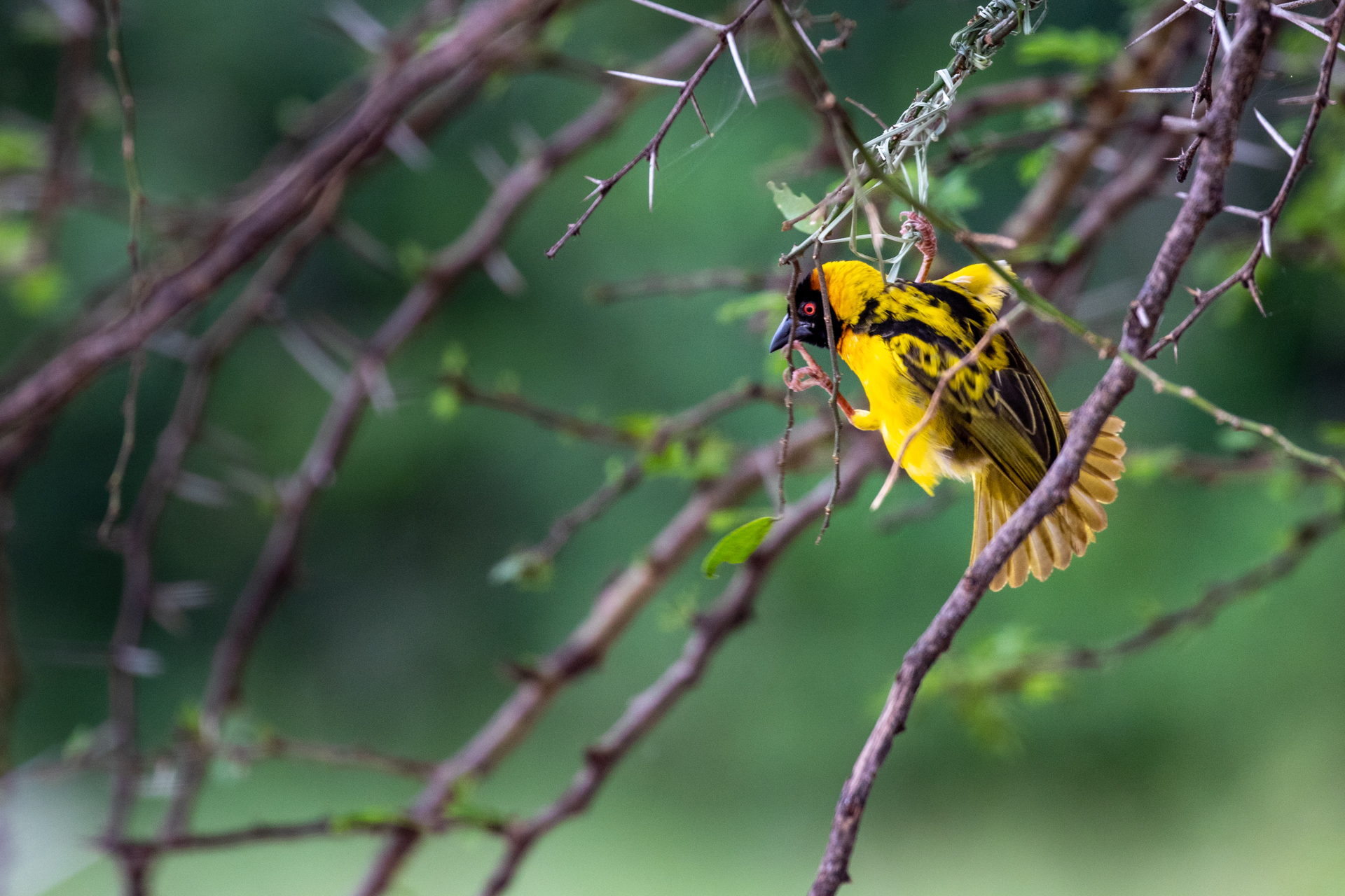 NESTBUILDING