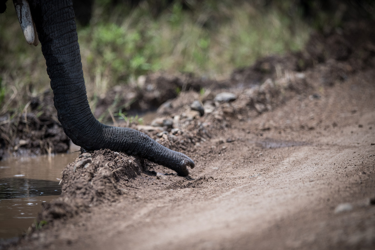 Elephant tusk sniffing 