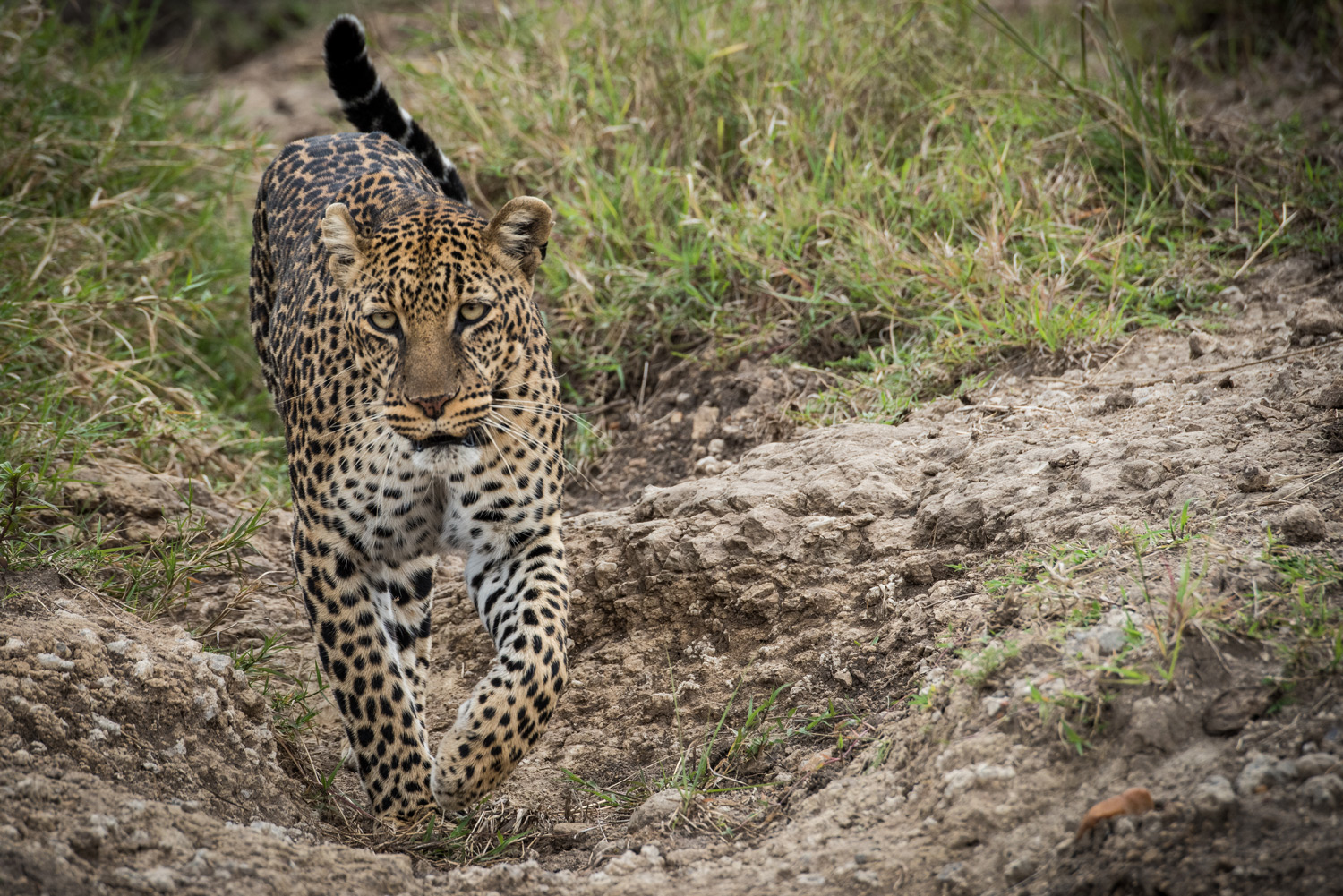 Leopard sighting maasai mara