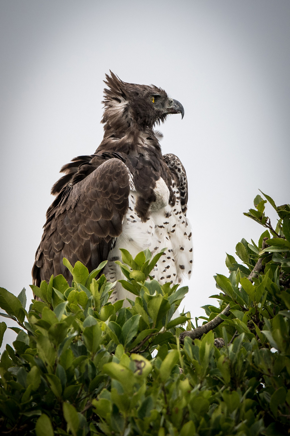 Martial eagle sitting in a tree