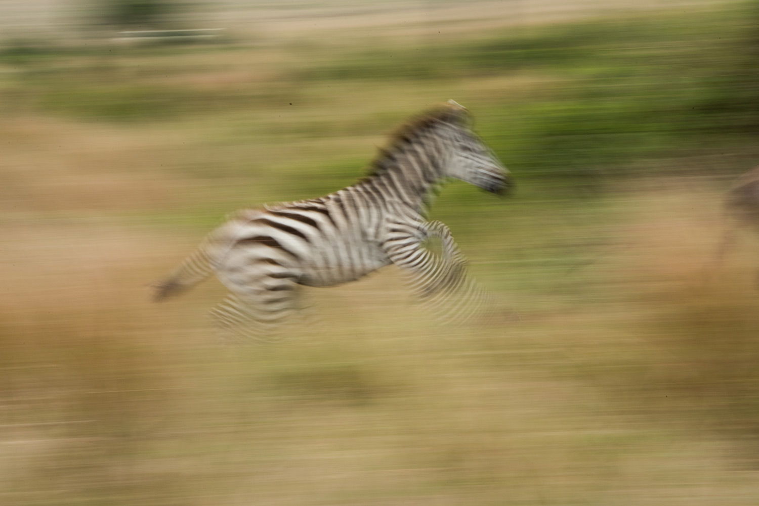 Zebra running in the great migration