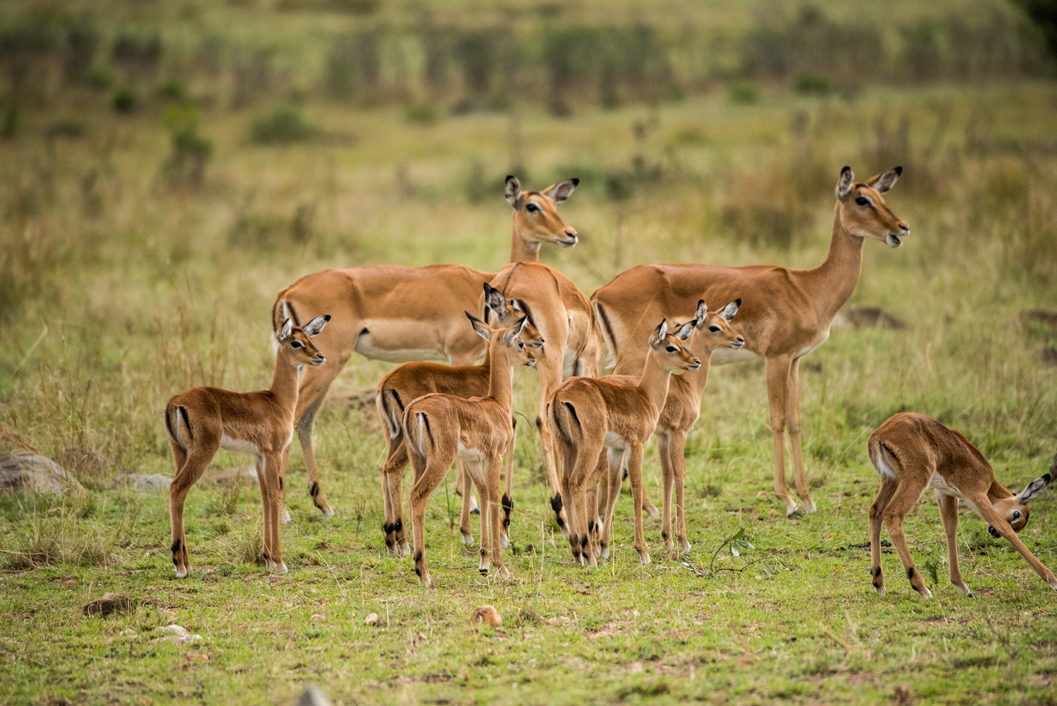 baby impalas in the maasai mara