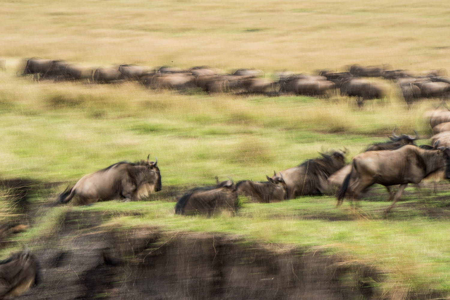 Wildebeest running in the great migration